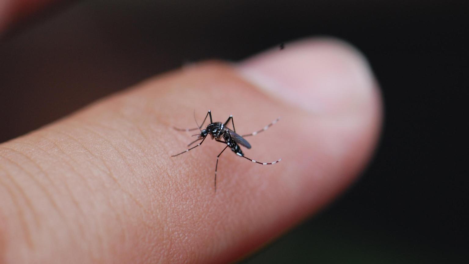 Ail anti-nuisibles : la méthode 100 % naturelle pour dire adieu aux souris, cafards, mouches, poux et lézards