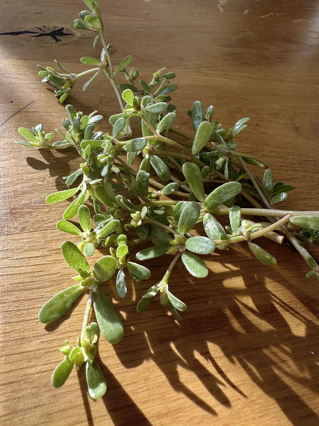 Pourpier sauvage en gros plan
