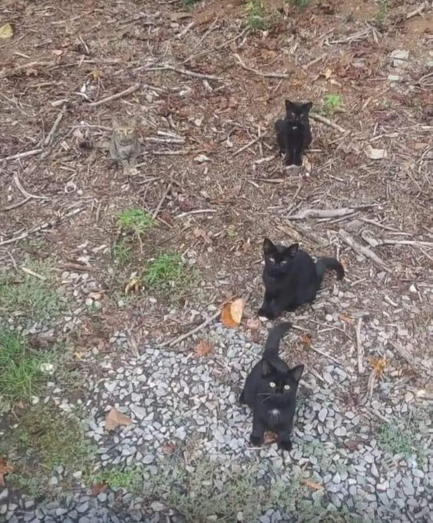 Le défi visuel du jour : saurez-vous débusquer le chat invisible sur cette photo ?
