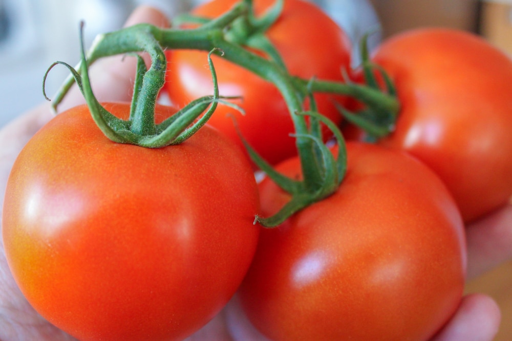 Tomates mûres riches en lycopène