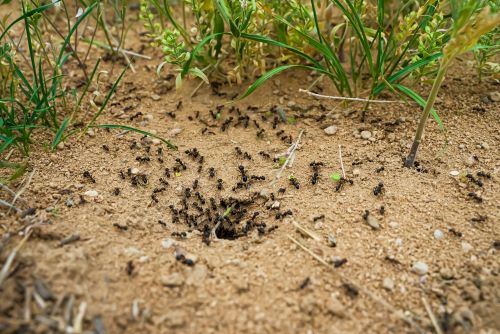 Fourmis noires travaillant dans la nature