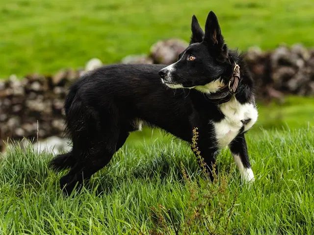 Lorsque ma famille s’est déchirée pour l’héritage, je suis la seule à avoir recueilli le vieux chien de grand-mère… sans me douter qu’il détenait la clé de son ultime secret.