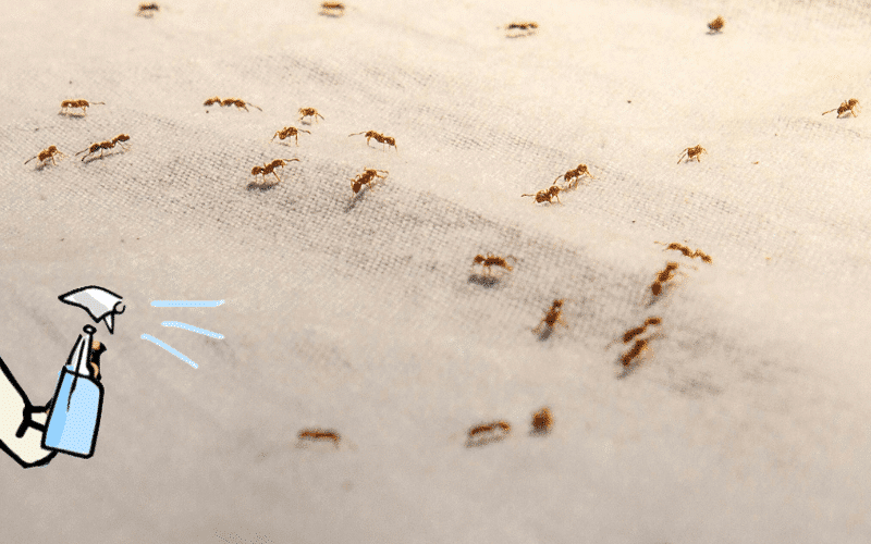 Produits naturels contre les fourmis