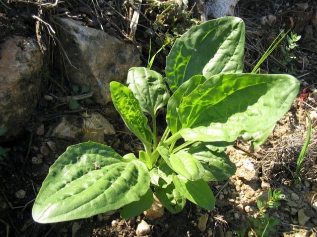 Plantain en pleine nature