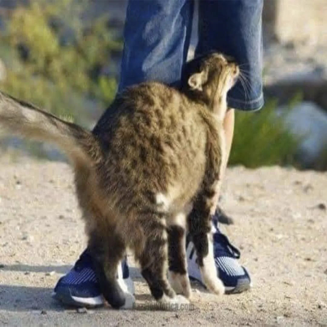 Frottements félins : ce que votre chat vous dit vraiment quand il se love contre vos jambes