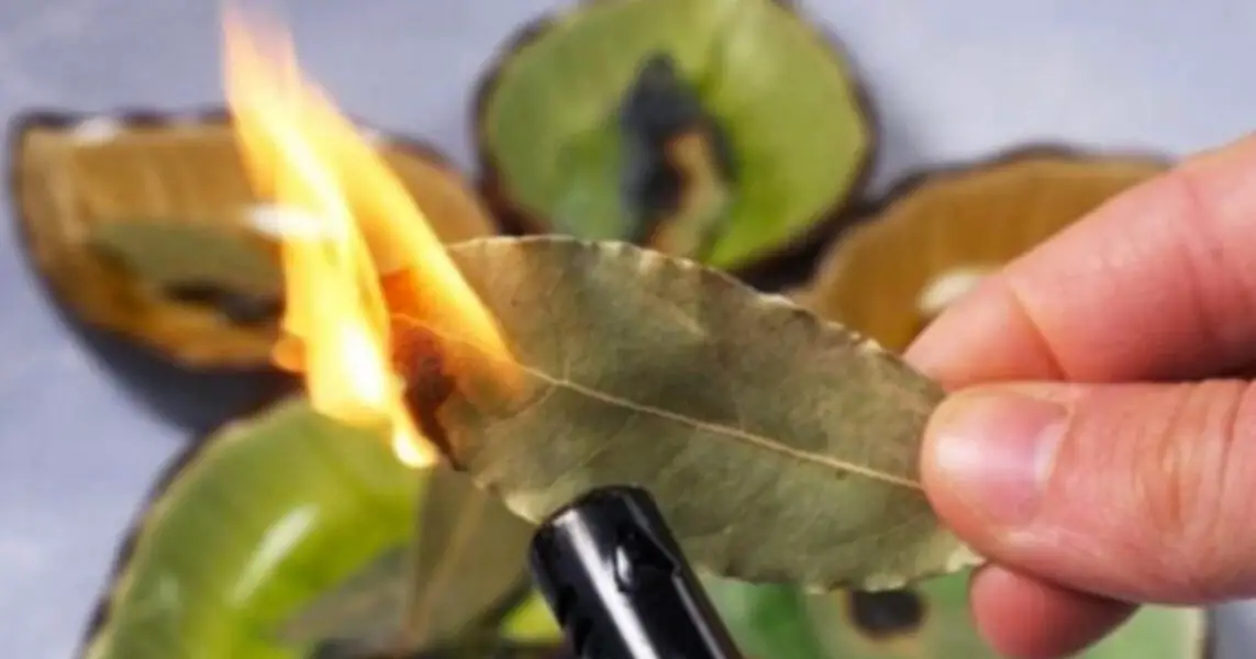 Feuilles de laurier brûlant dans une coupelle
