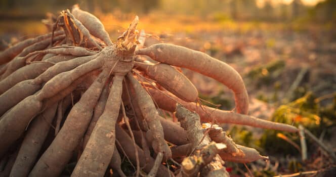 Racines de manioc fraîchement récoltées