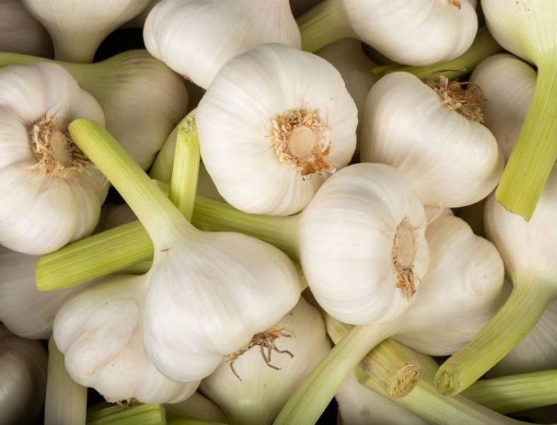 L’ail, l’arme secrète de votre cuisine pour chasser rats et insectes sans poison