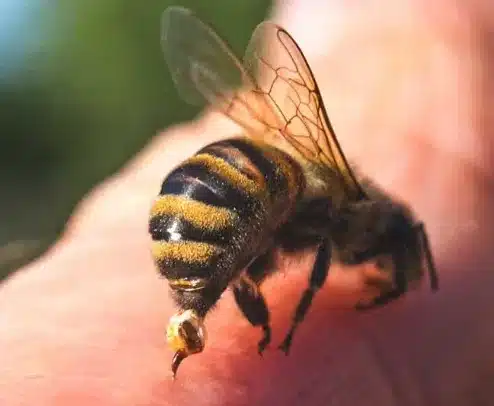 Une abeille posée sur une fleur