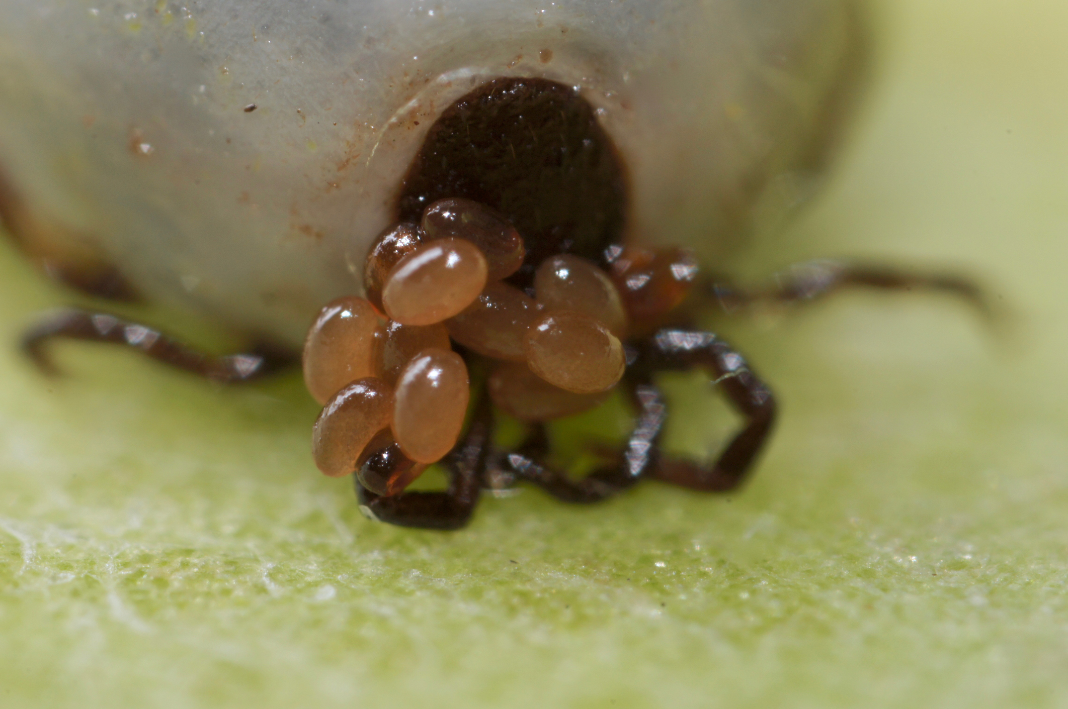 Attention dans vos massifs : ces petites grappes translucides cachent un danger insoupçonné
