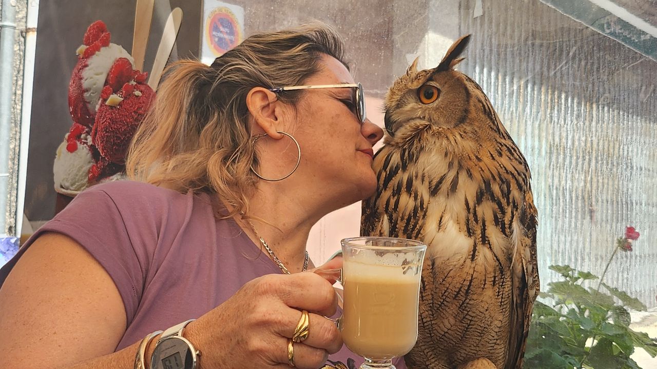 Un hibou tourné vers le spectateur, créant une connexion intense