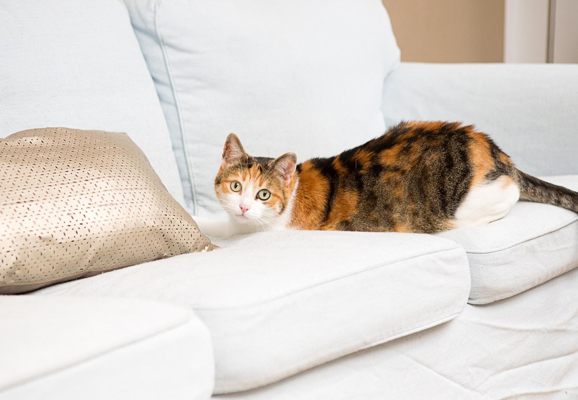 Chat chassant une souris
