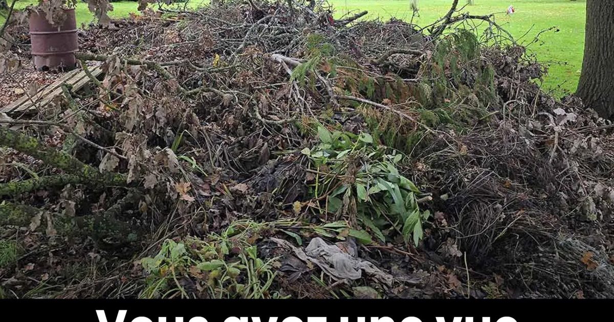 Seules les personnes à la vue perçante trouveront le chien caché dans cette image