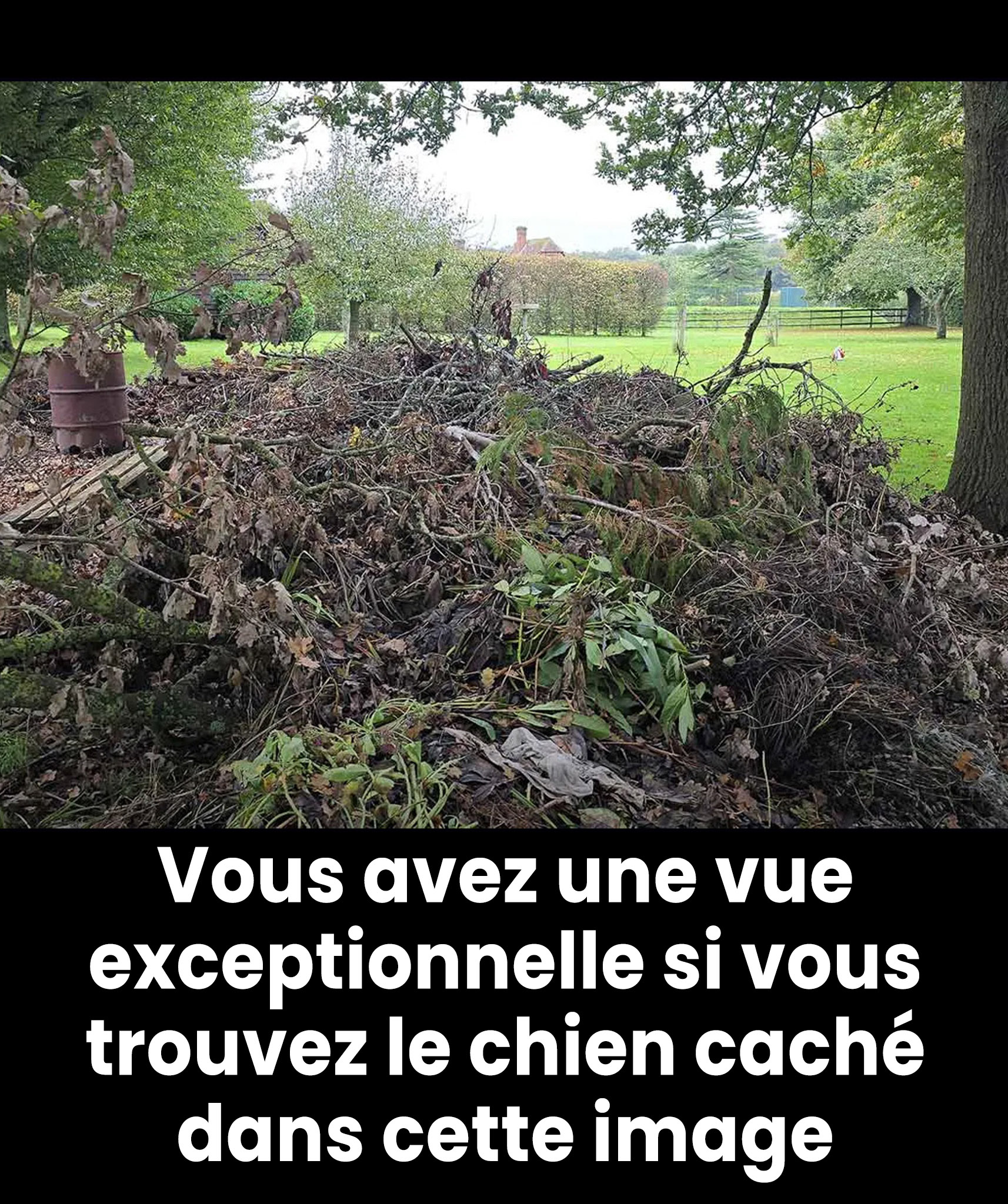 Seules les personnes à la vue perçante trouveront le chien caché dans cette image