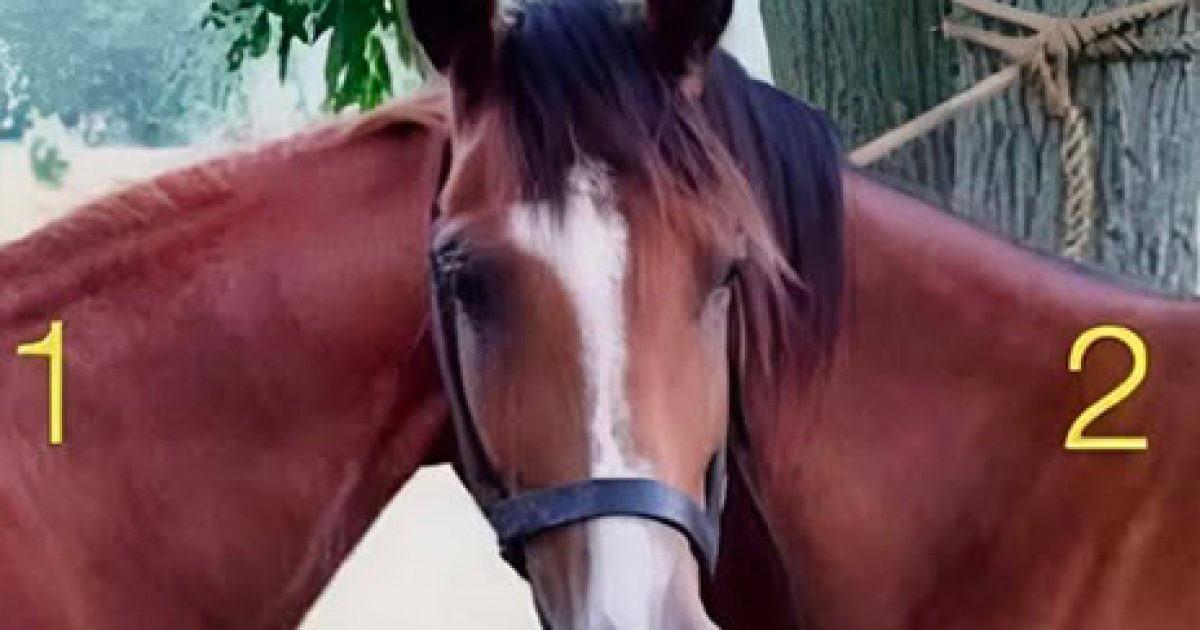 À qui appartient la tête de ce cheval ?