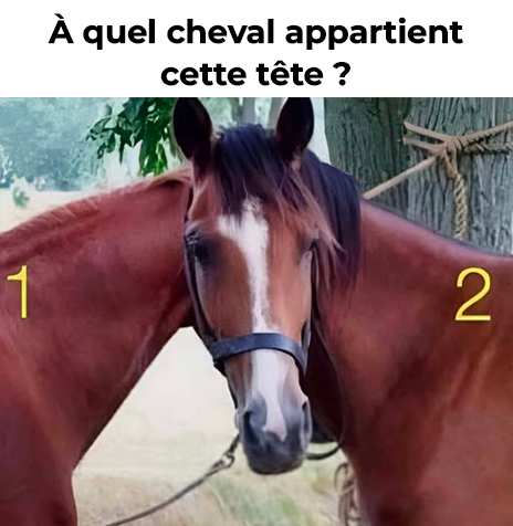 À qui appartient la tête de ce cheval ?