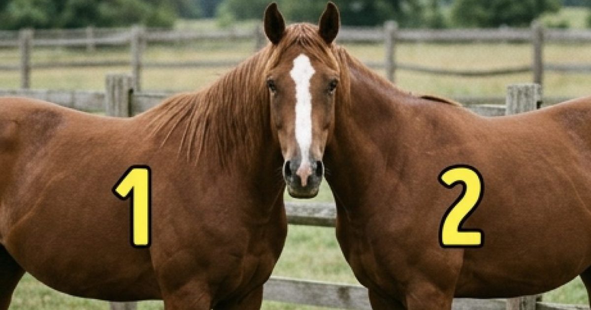 À qui appartient la tête de ce cheval ?