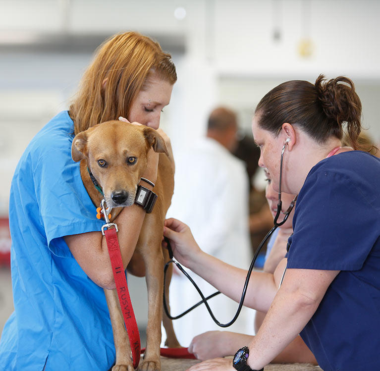 Chien chez le vétérinaire