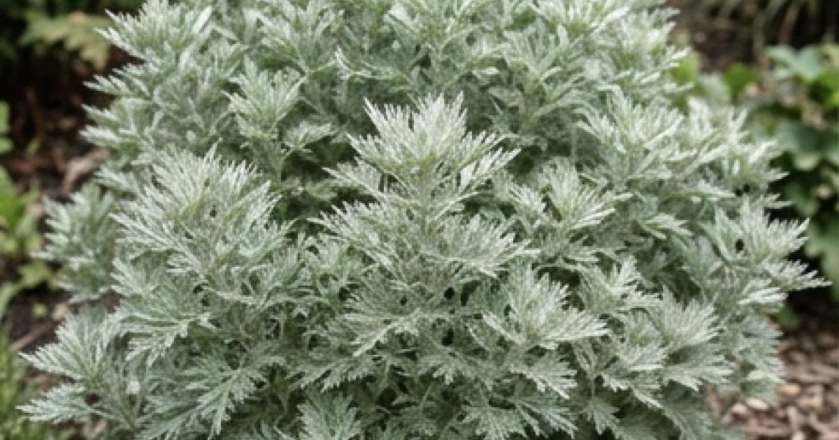 Absinthe : bienfaits, contre-indications et mode d'emploi