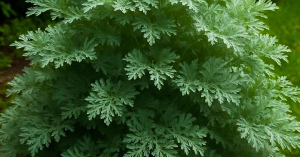 Absinthe : bienfaits, contre-indications et mode d’emploi