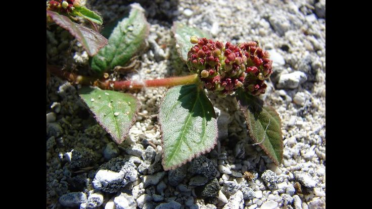 Préparation traditionnelle de plantes médicinales