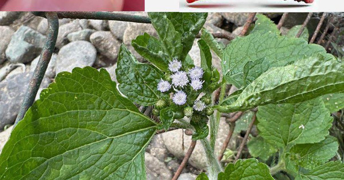 Ageratum conyzoides (herbe du bouc) : 15 bienfaits incroyables et comment l’utiliser