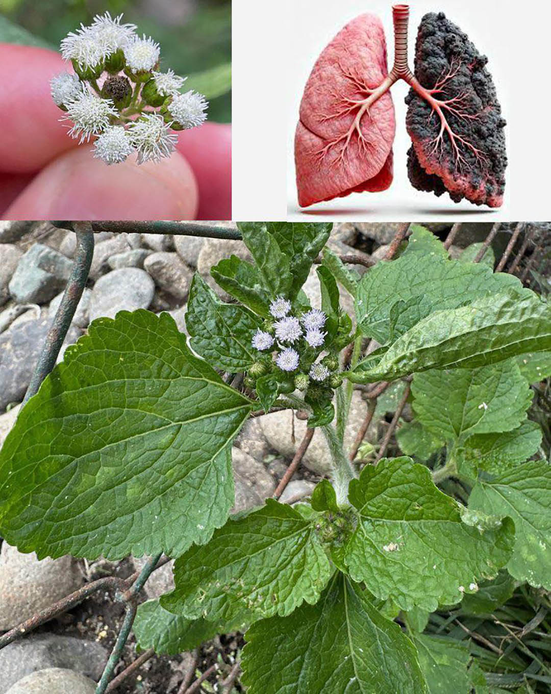 Ageratum conyzoides (herbe du bouc) : 15 bienfaits incroyables et comment l’utiliser