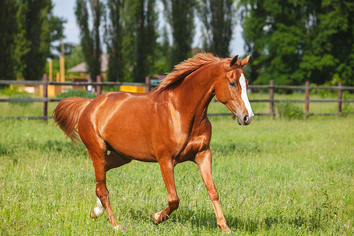 Le premier animal que vous apercevez dans cette image pourrait dévoiler votre plus gros travers (et le résultat est bluffant)