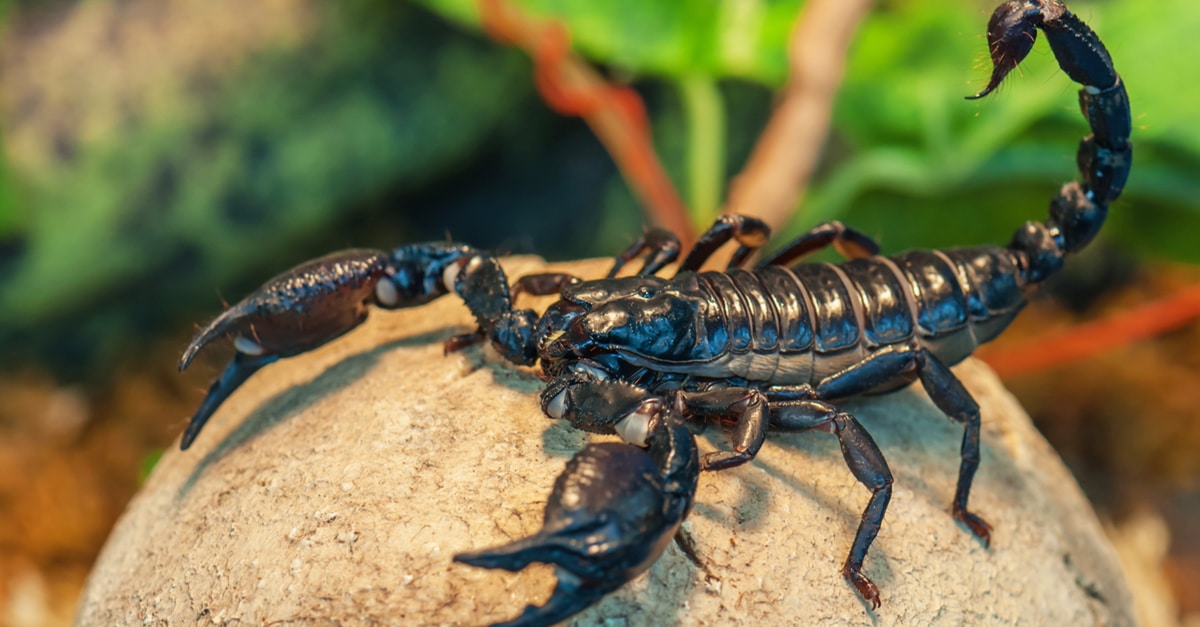Scorpion dans un contexte de rêve