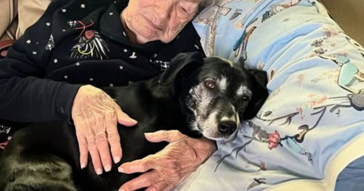 Alors que ma famille se disputait l’héritage, j’ai été la seule à ramener le chien adoré de ma grand-mère… sans imaginer qu’il me mènerait au secret qu’elle avait laissé derrière elle.