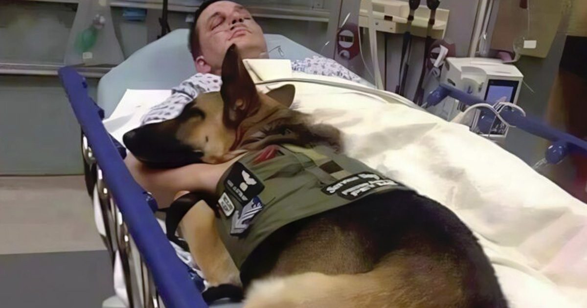 Alors qu’on avait laissé le chien dire adieu à son maître, il s’est mis à aboyer avec force… puis a sauté sur le lit, bouleversant tout le personnel
