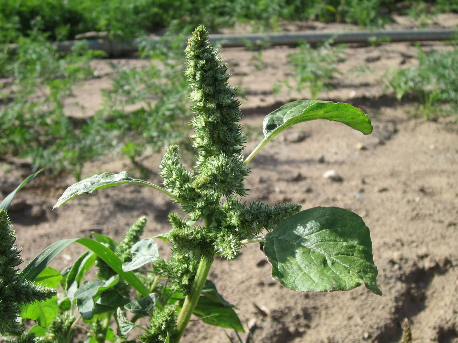 Pourquoi ce « déchet vert » de votre jardin est en réalité l’un des aliments les plus nutritifs de la planète