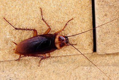 Cafard américain sur un mur