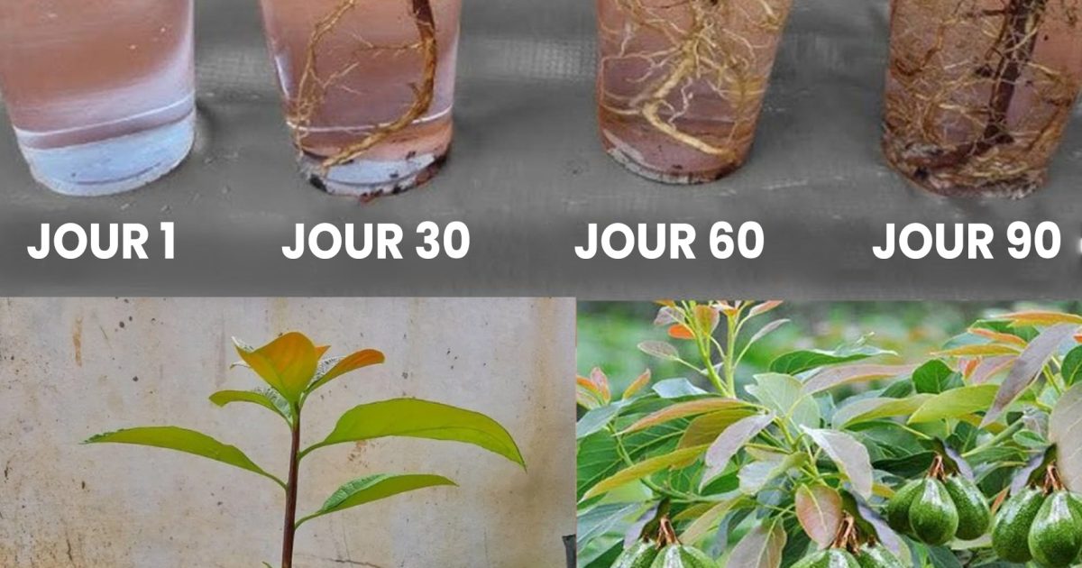 Apprenez à cultiver des avocats en pot, facilement chez vous