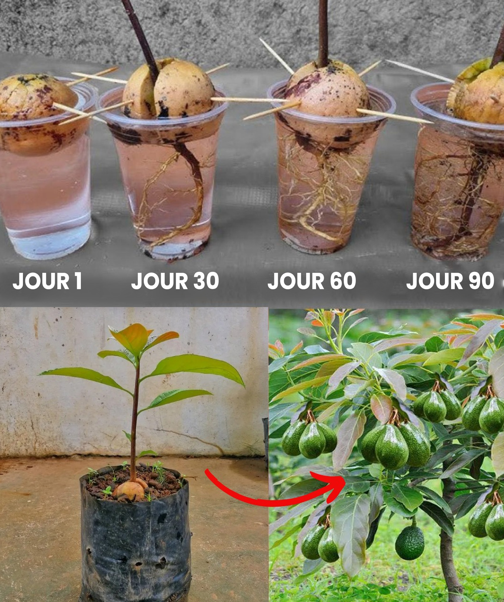 Apprenez à cultiver des avocats en pot, facilement chez vous