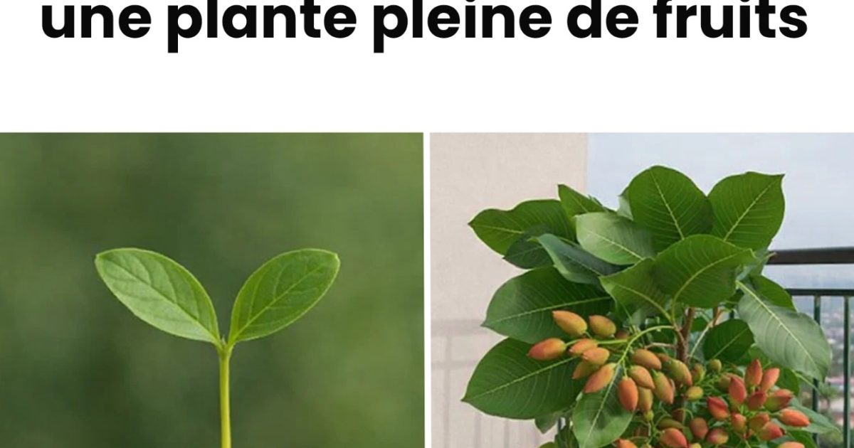 Apprenez comment faire germer et cultiver facilement des pistaches en pots
