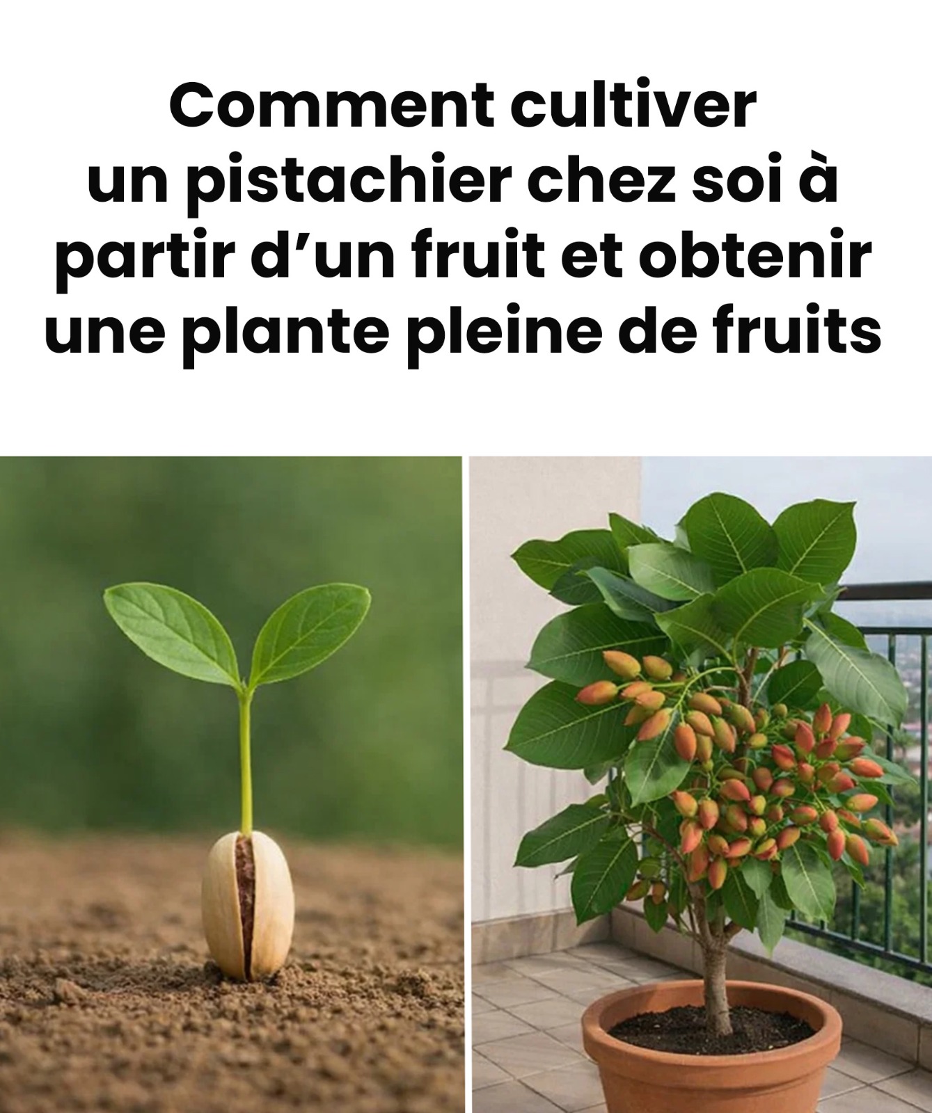 Apprenez comment faire germer et cultiver facilement des pistaches en pots