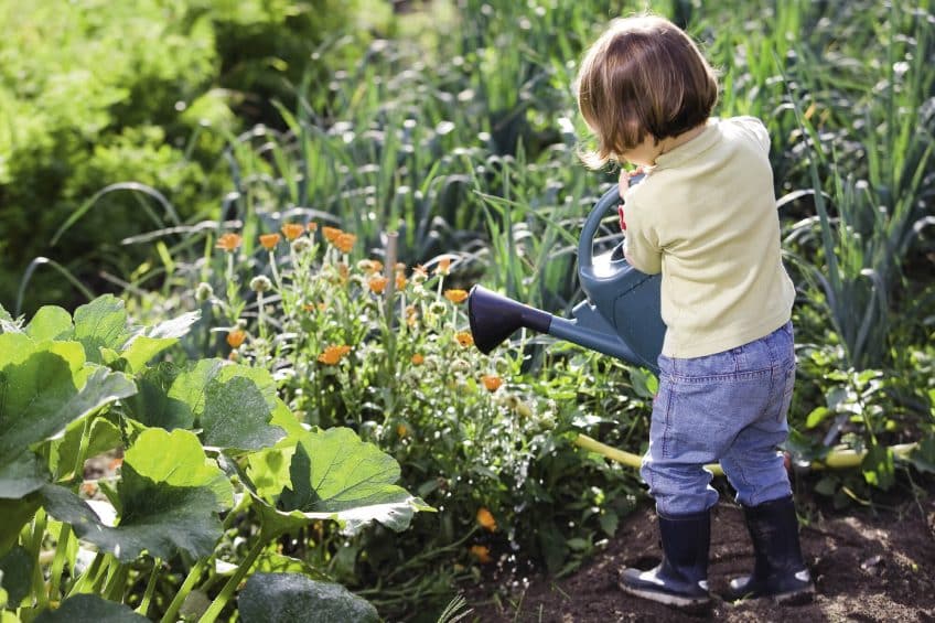 Arrosage des plantes avec engrais naturel