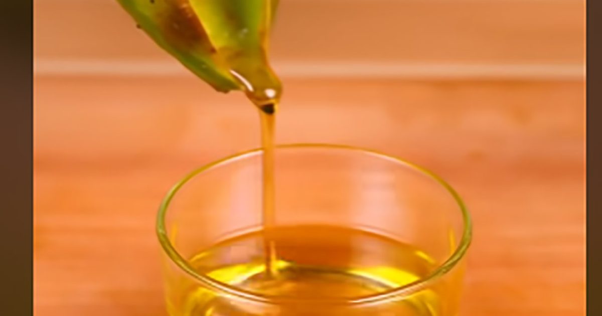 Astuce de grand-mère : extraire facilement et naturellement l’huile d’avocat à la maison