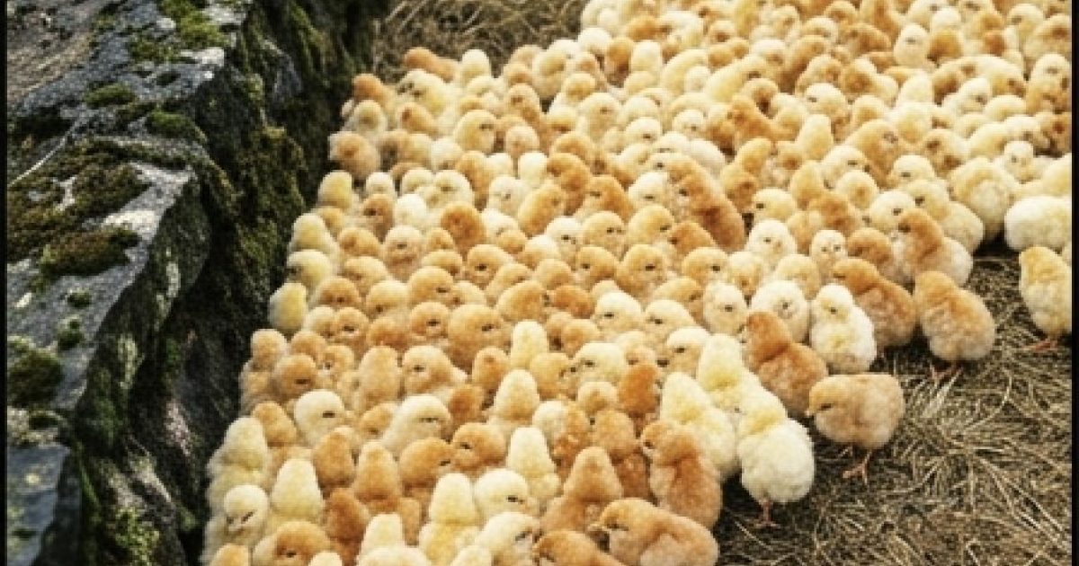 Au cours d'une promenade en forêt, j'ai remarqué d'étranges petites boules jaunes qui ressemblaient à des champignons ; ce qu'elles étaient réellement m'a profondément surprise