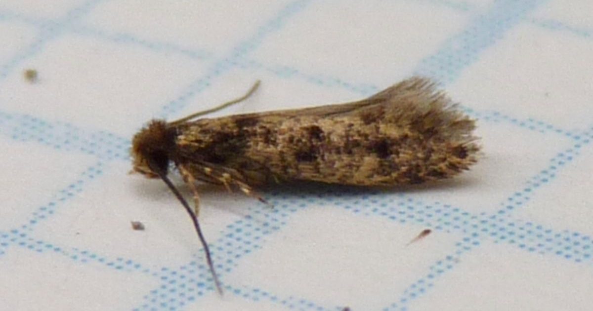 Avez-vous avez déjà vu cet insecte accroché aux murs de votre maison ?