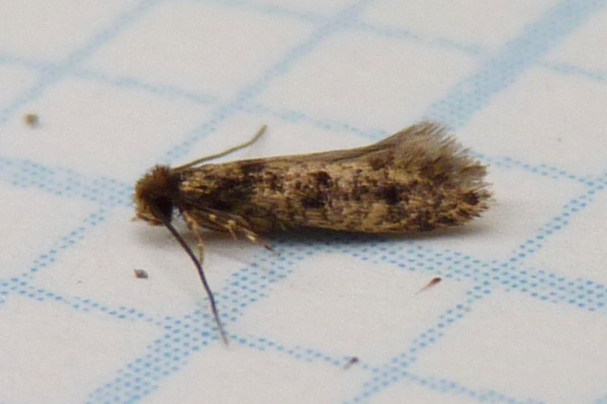 Avez-vous avez déjà vu cet insecte accroché aux murs de votre maison ?