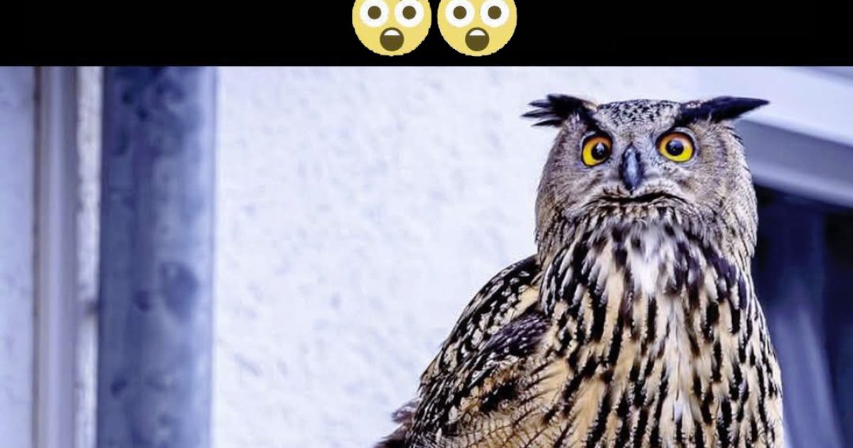Avez-vous déjà réfléchi à la signification de la présence d’une chouette près de vous ?