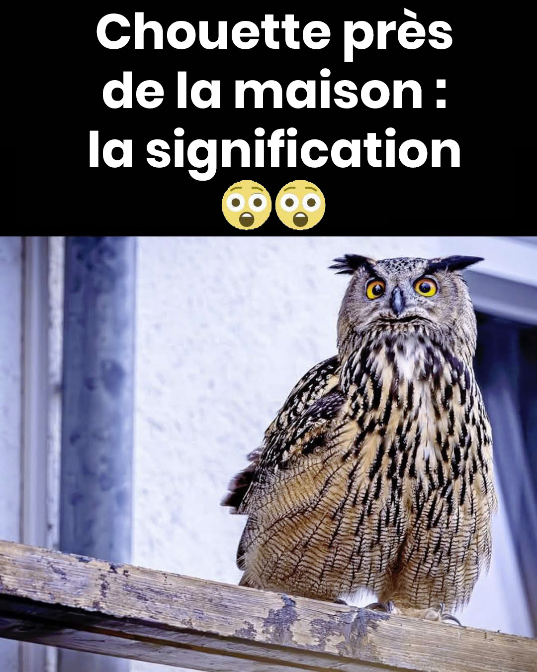 Avez-vous déjà réfléchi à la signification de la présence d’une chouette près de vous ?