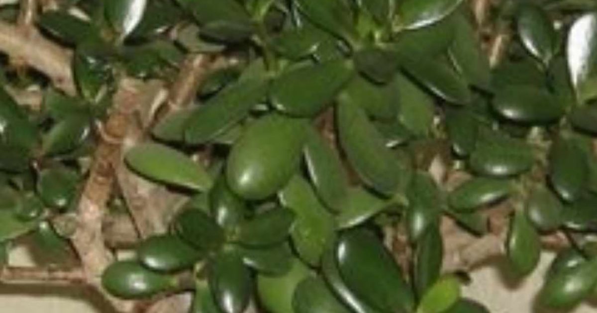 Beaucoup cultivent chez eux « l’arbre de vie » : encore faut-il savoir comment l’entretenir