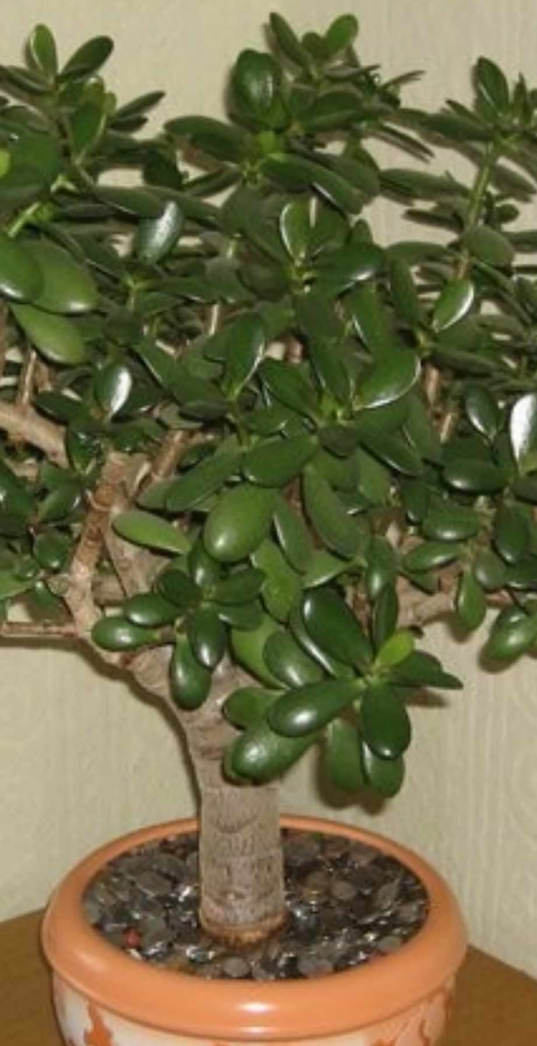 Beaucoup cultivent chez eux « l’arbre de vie » : encore faut-il savoir comment l’entretenir