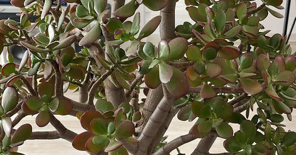 Beaucoup de gens ont "l’arbre à argent" chez eux, mais peu connaissent ses véritables secrets