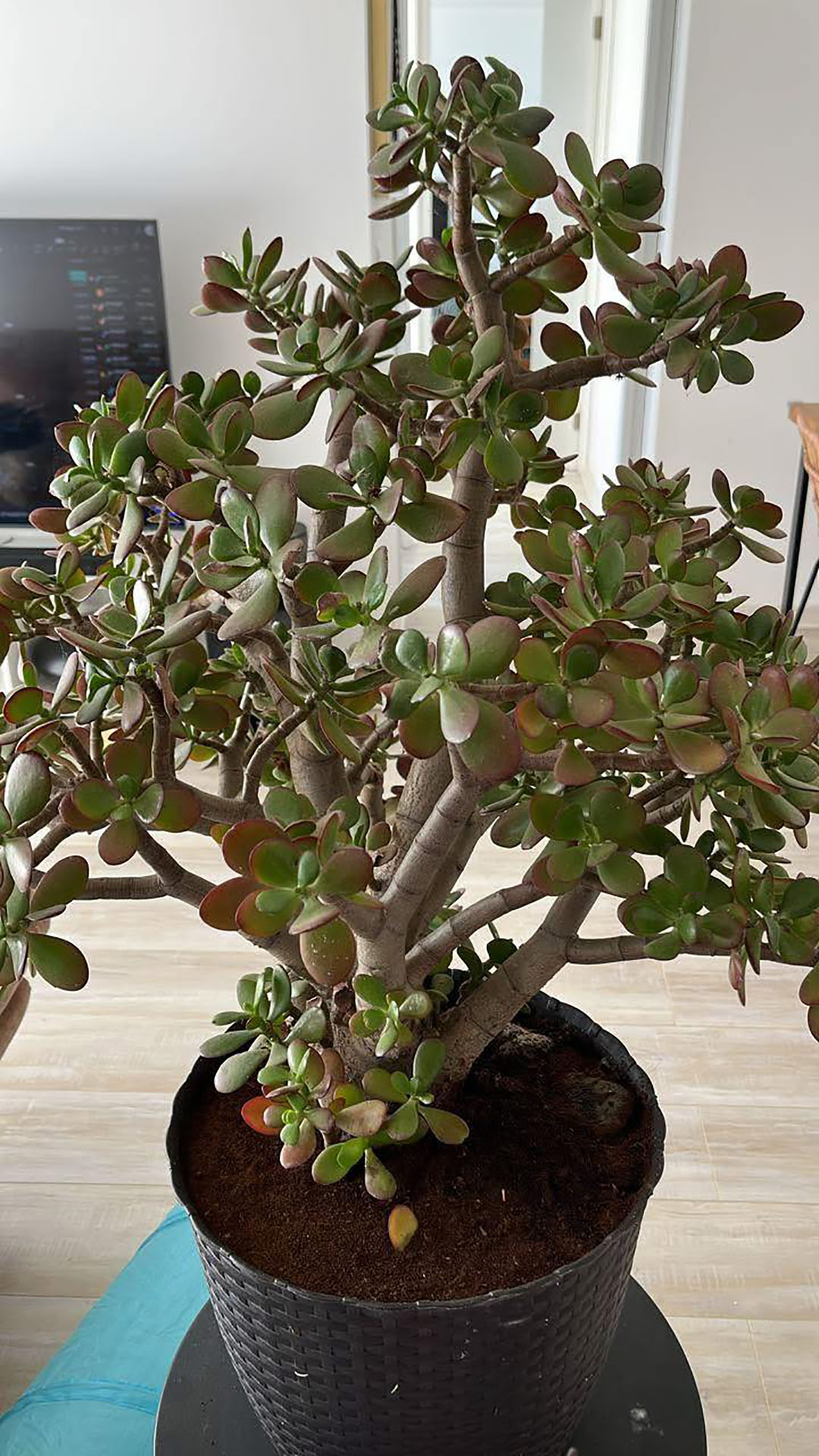 Beaucoup de gens ont "l’arbre à argent" chez eux, mais peu connaissent ses véritables secrets