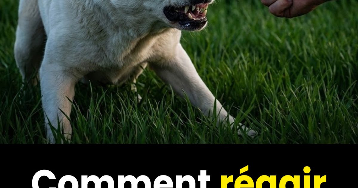 Beaucoup font cette erreur : Que faire face à un chien agressif ? – 8 règles essentielles