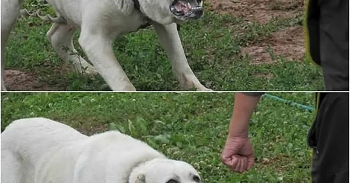 Beaucoup se trompent face à un chien agressif : voici les 8 règles qui peuvent tout changer